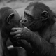 Image for article titled Where Did Kissing Come From?